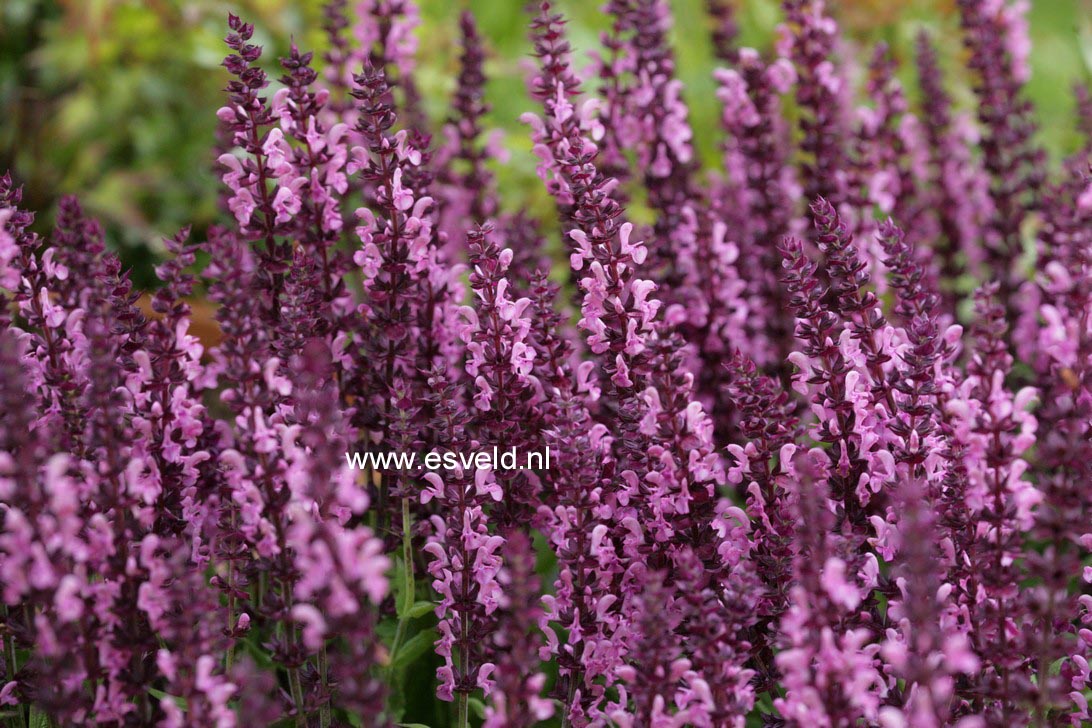 Salvia nemorosa 'Sensation Rose'