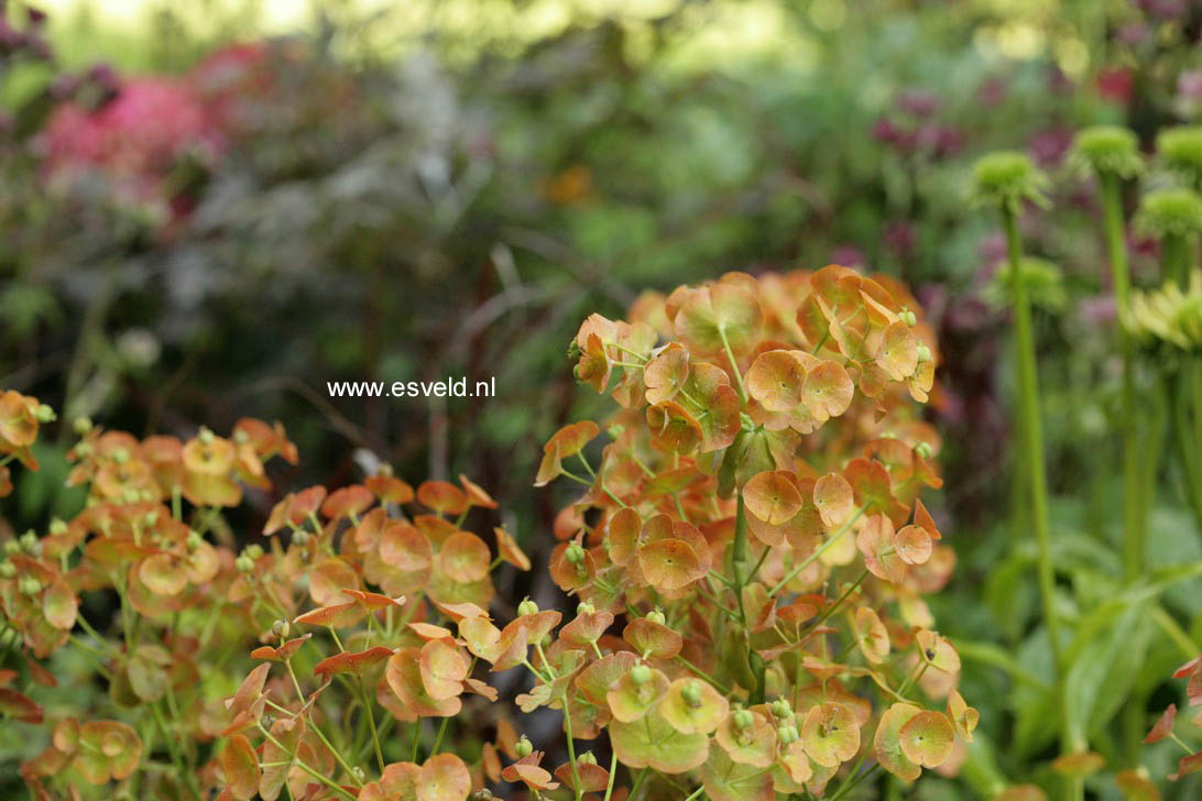 Euphorbia amygdaloides var. robbiae