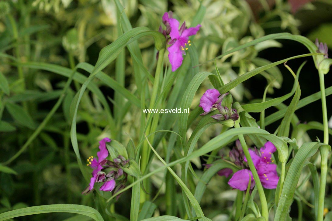 Tradescantia andersoniana 'Red Grape'