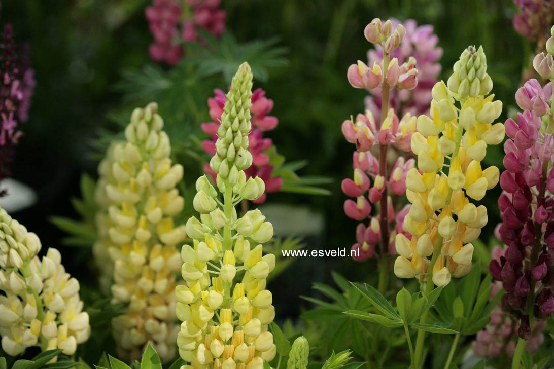 Lupinus 'Gallery Yellow'