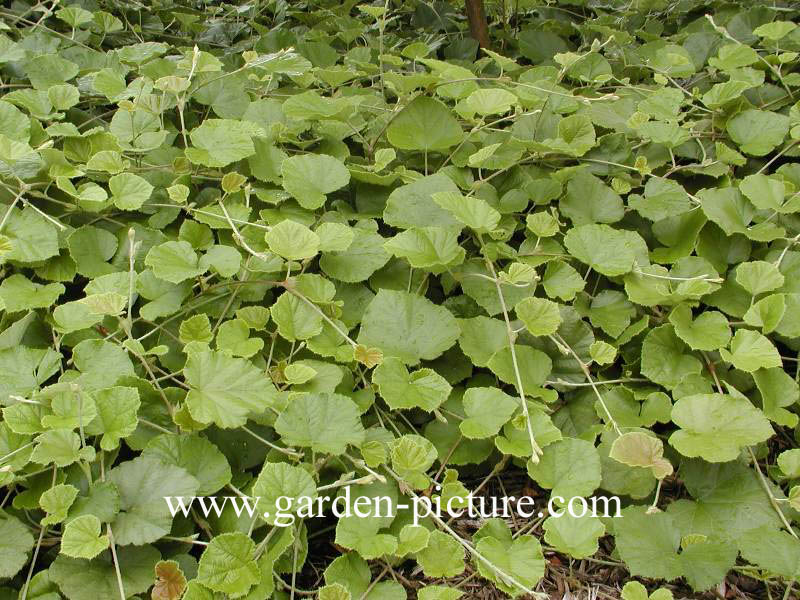 Rubus irenaeus