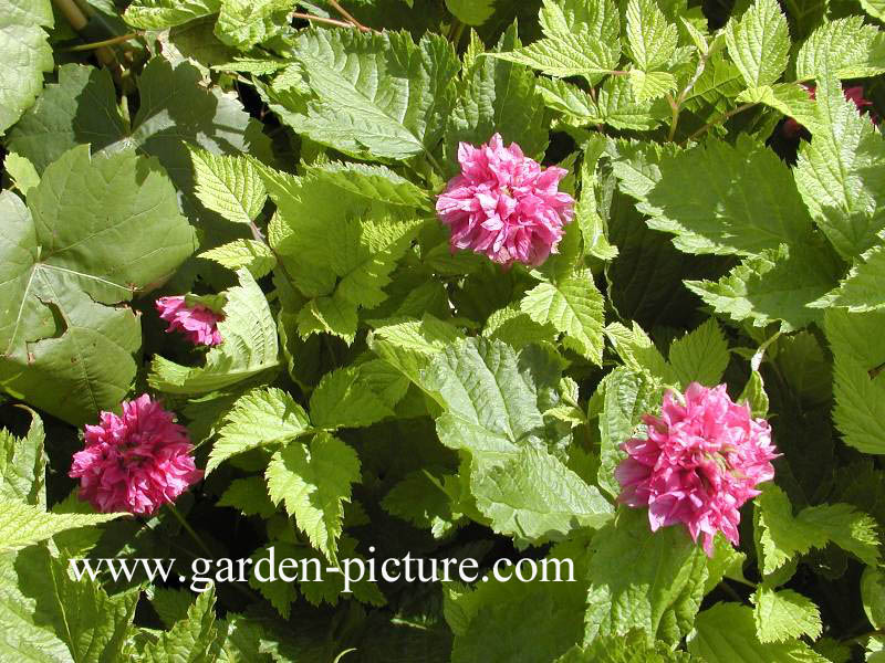 Rubus spectabilis 'Olympic Double'