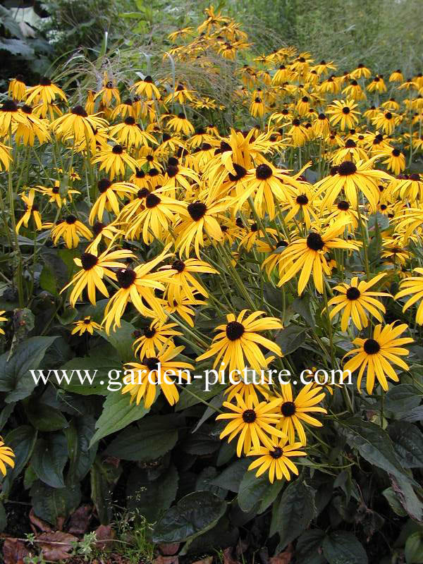 Rudbeckia fulgida 'Goldsturm'