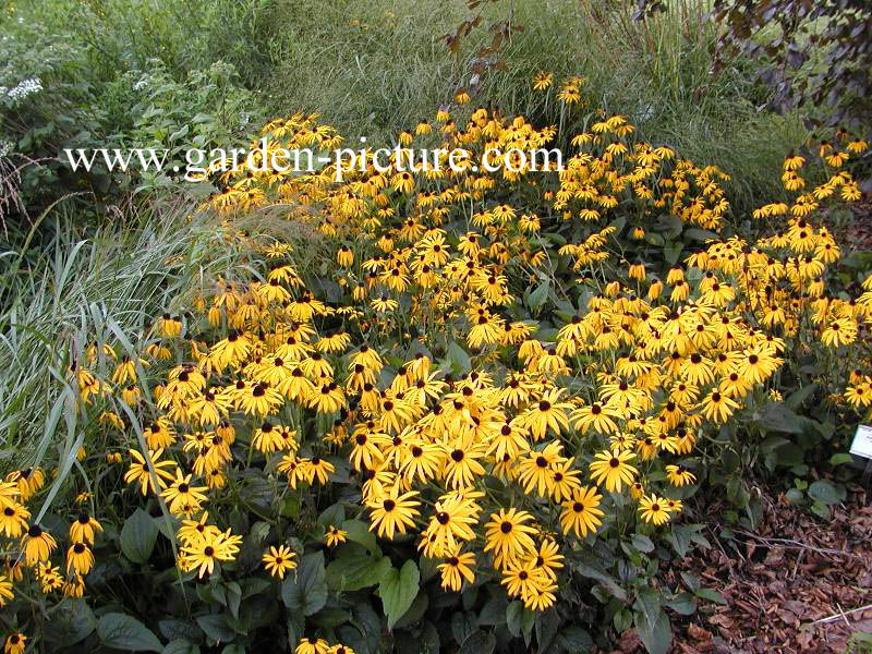 Rudbeckia fulgida 'Goldsturm'