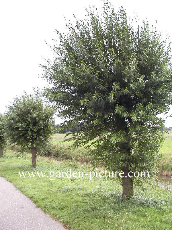 Salix alba 'Chermesina'