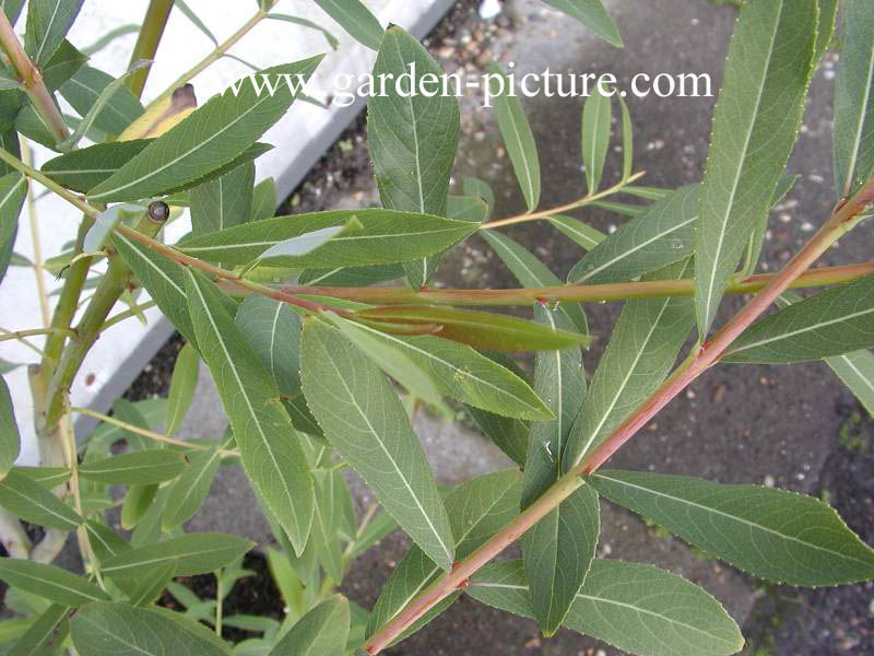 Salix purpurea