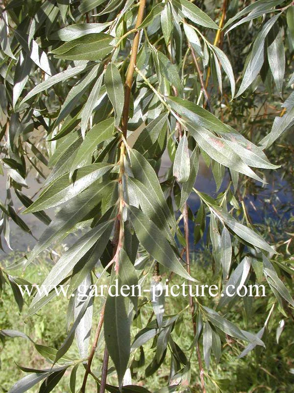 Salix sepulcralis 'Chrysocoma'