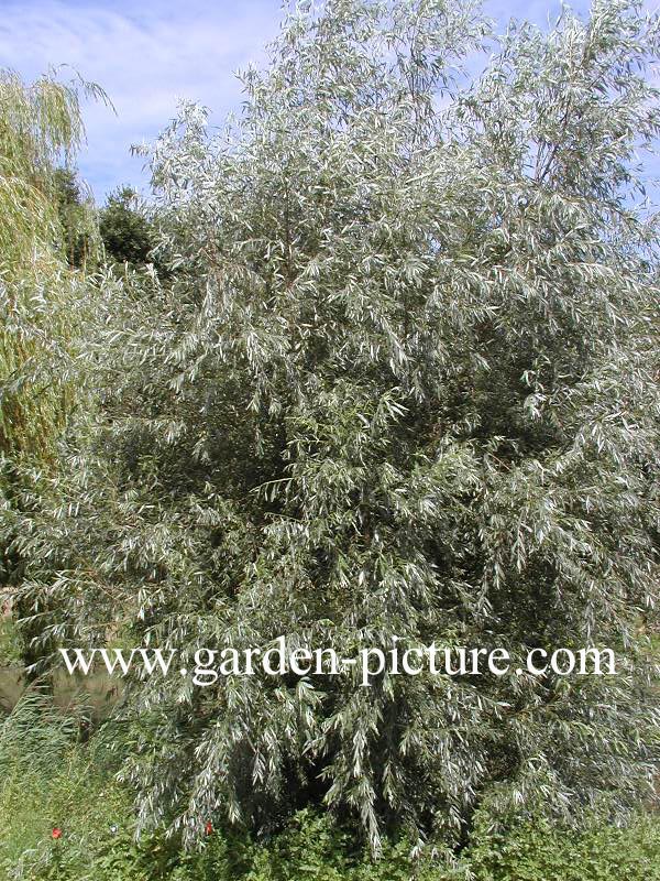 Salix sepulcralis 'Chrysocoma'