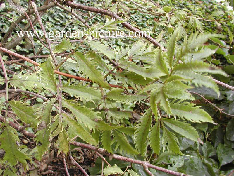 Sambucus racemosa 'Plumosa Aurea'