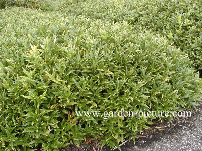 Sarcococca hookeriana humilis