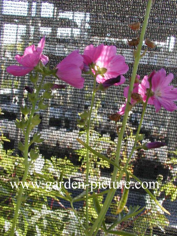 Sidalcea 'Rosanna'