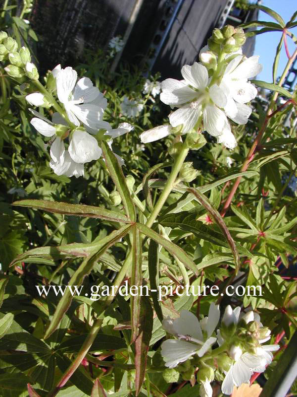 Sidalcea candida