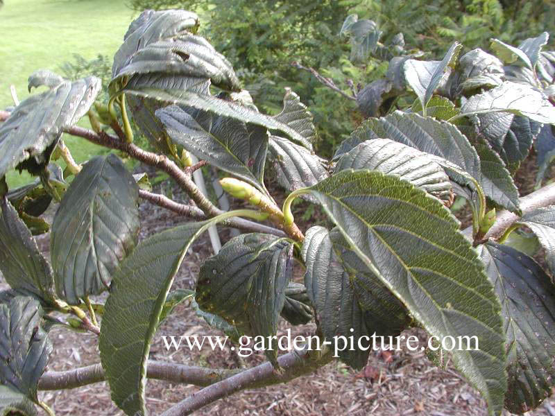 Sorbus caloneura