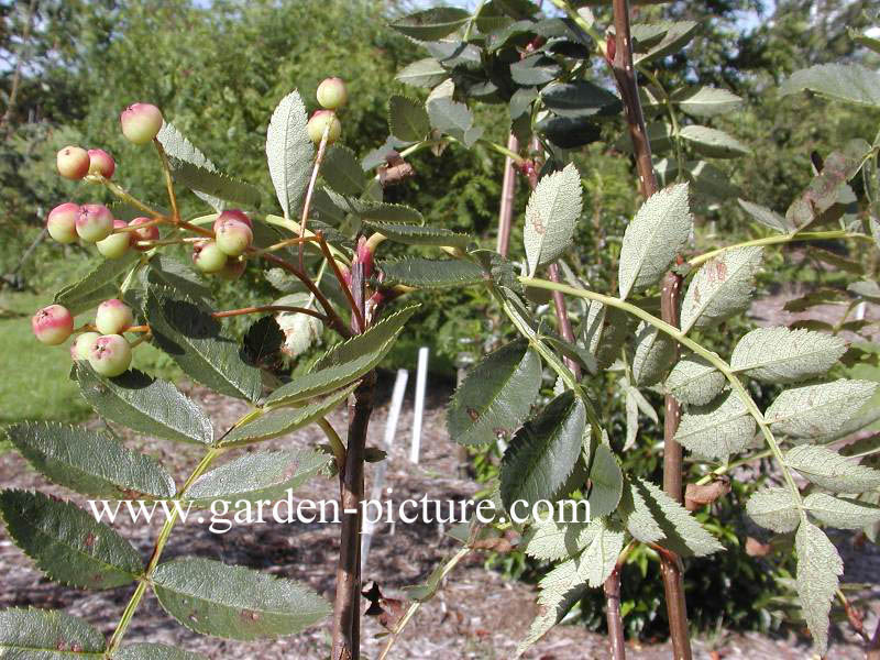 Sorbus forrestii