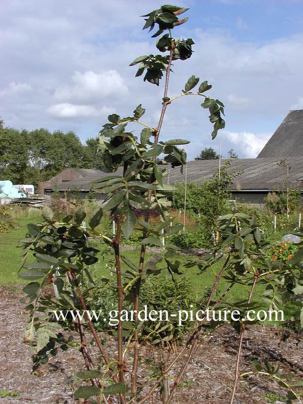 Sorbus forrestii