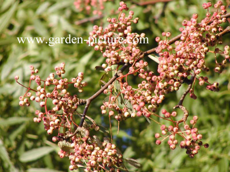 Sorbus hupehensis