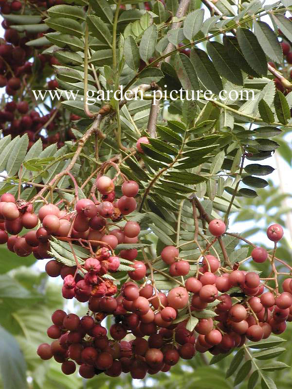 Sorbus hupehensis