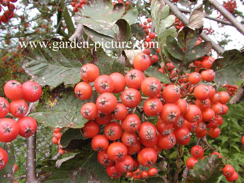 Sorbus hybrida 'Gibbsii'