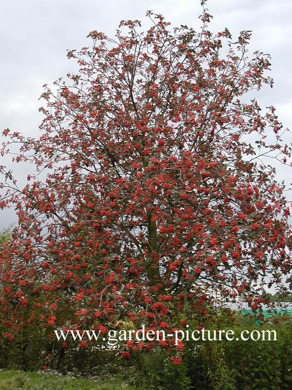 Sorbus hybrida 'Gibbsii'