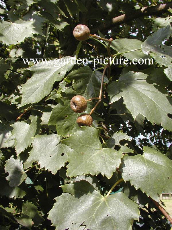 Sorbus torminalis