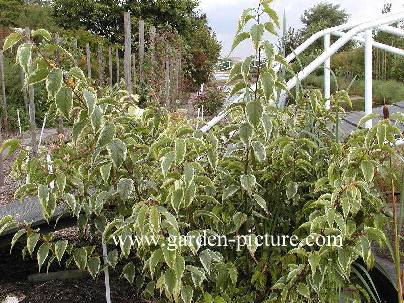 Stachyurus chinensis 'Magpie'