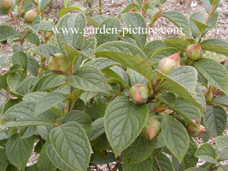 Stewartia pseudocamellia 'Koreana'