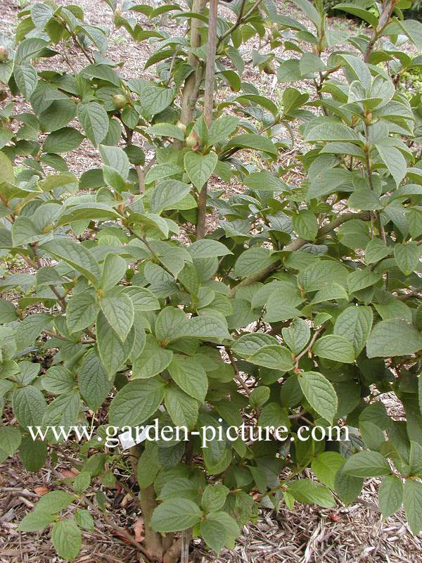 Stewartia pseudocamellia 'Koreana'