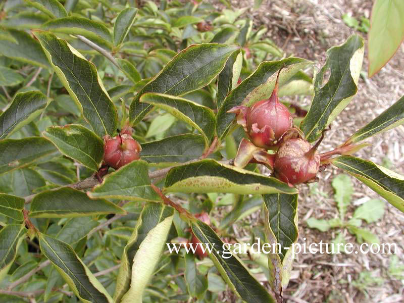 Stewartia rostrata