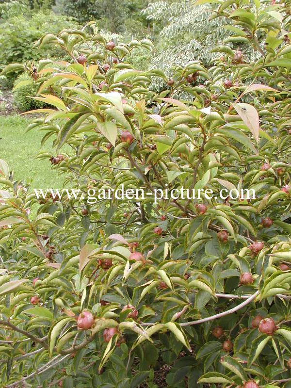 Stewartia rostrata