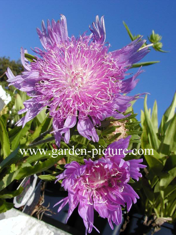 Stokesia laevis