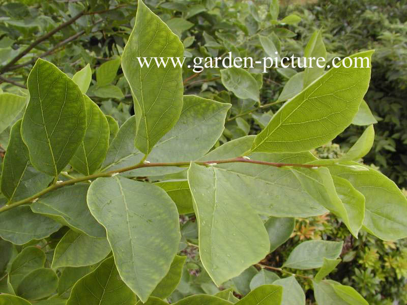 Styrax americanus