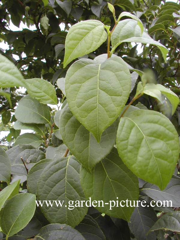 Styrax japonicus fargesii