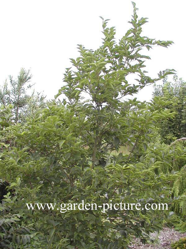 Styrax officinalis