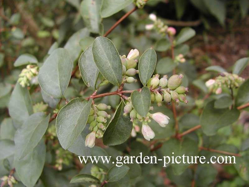 Symphoricarpos x doorenbosii 'Amethyst'