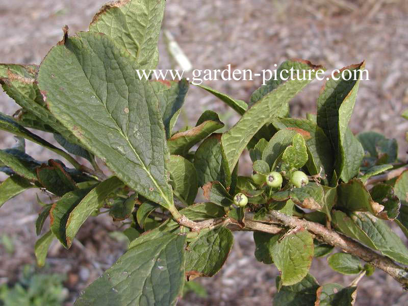 Symplocos paniculata