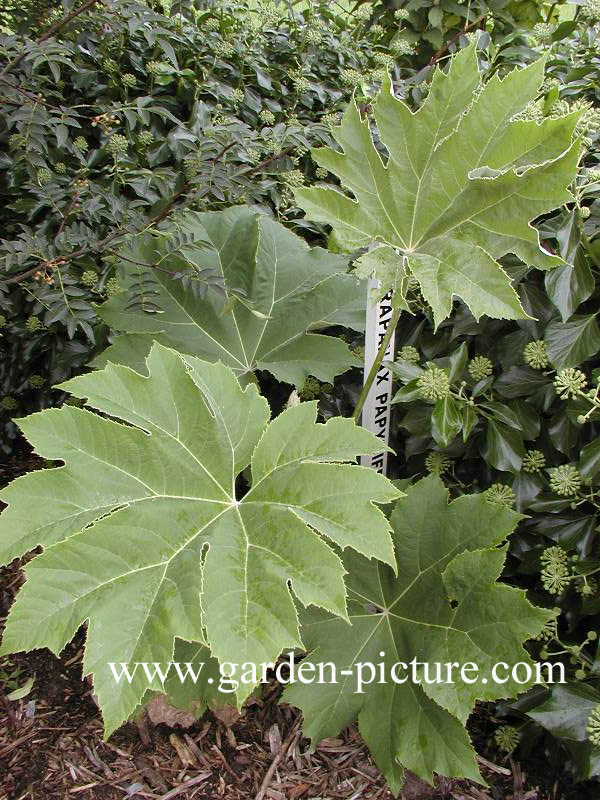 Tetrapanax papyrifer