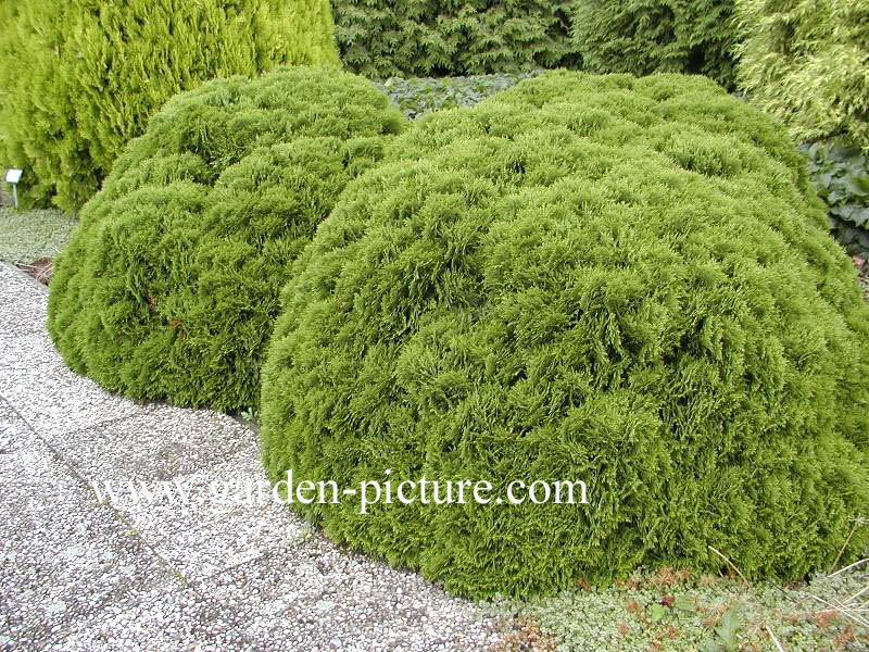 Thuja occidentalis 'Danica'