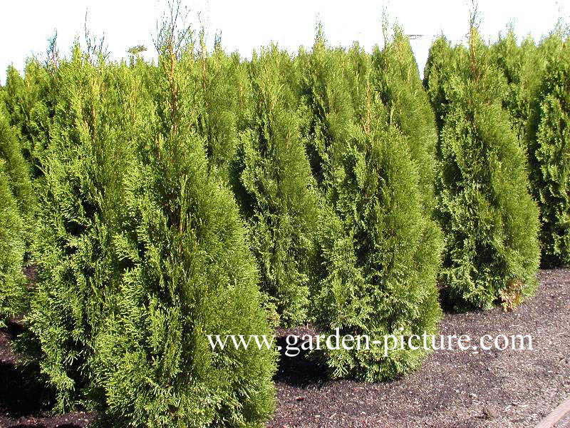 Thuja occidentalis 'Smaragd'