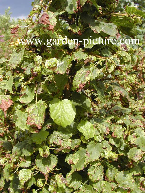 Tilia cordata 'Monto'