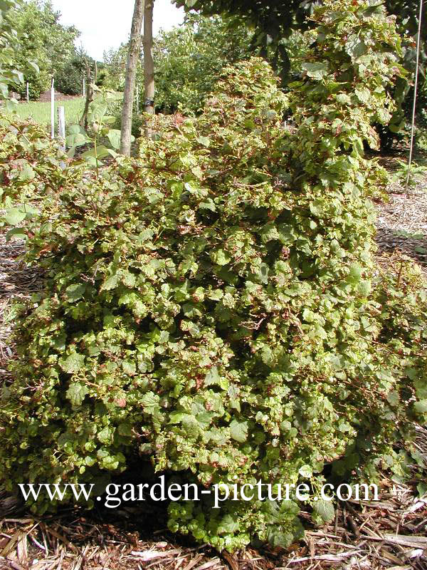 Tilia cordata 'Monto'