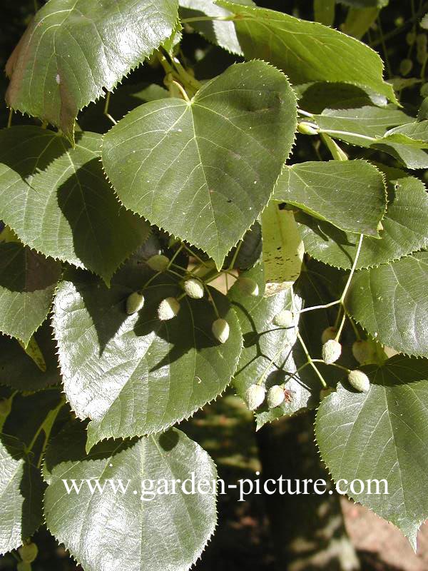 Tilia europaea 'Euchlora'