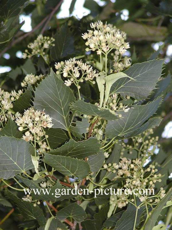 Tilia henryana