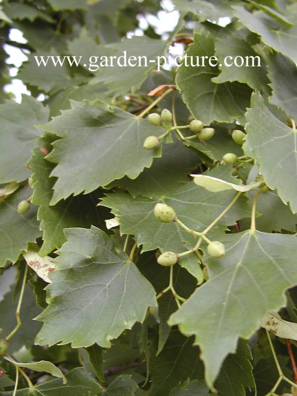 Tilia mongolica