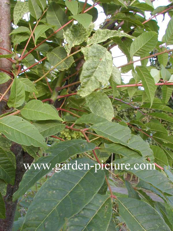 Toona sinensis 'Flamingo'