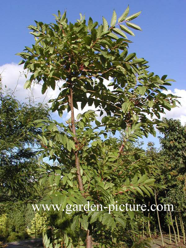 Toona sinensis 'Flamingo'