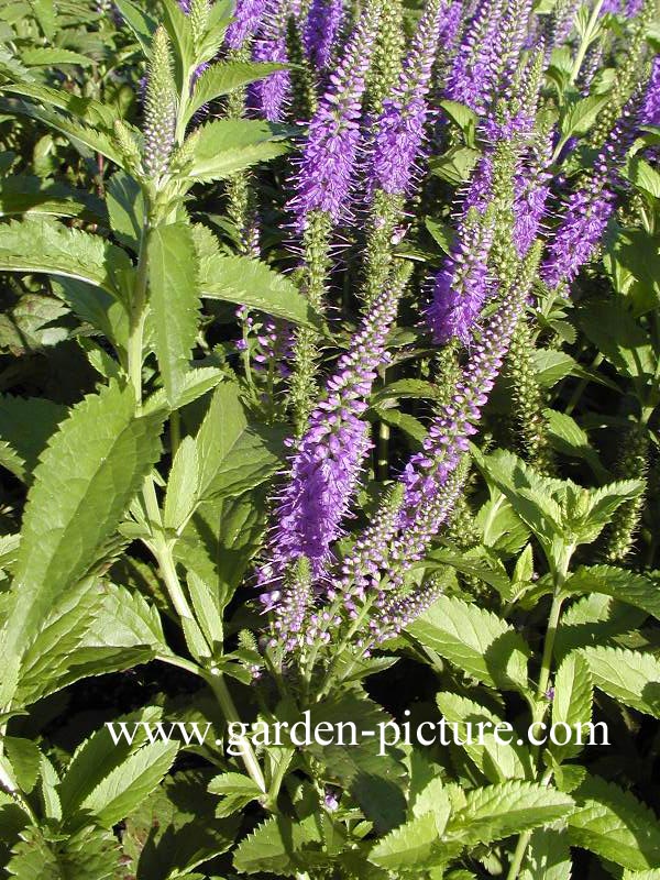 Veronica longifolia 'Blauriesin'