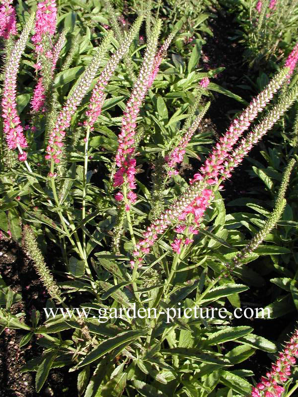 Veronica spicata 'Rotfuchs'