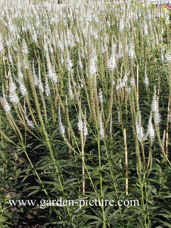 Veronicastrum virginicum 'Album'