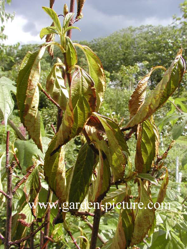 Viburnum farreri 'Candidissimum'