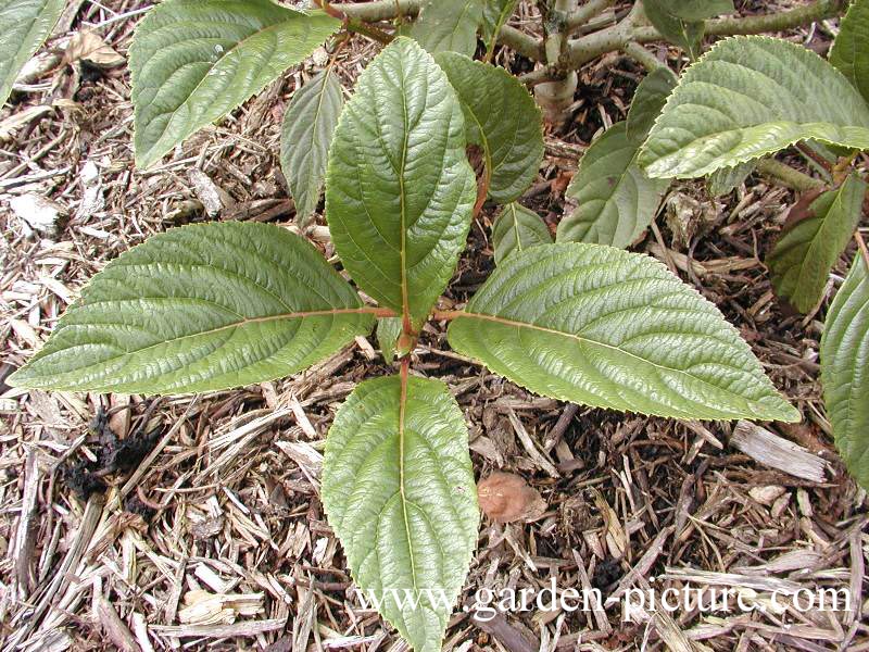 Viburnum grandiflorum 'Bodnant'